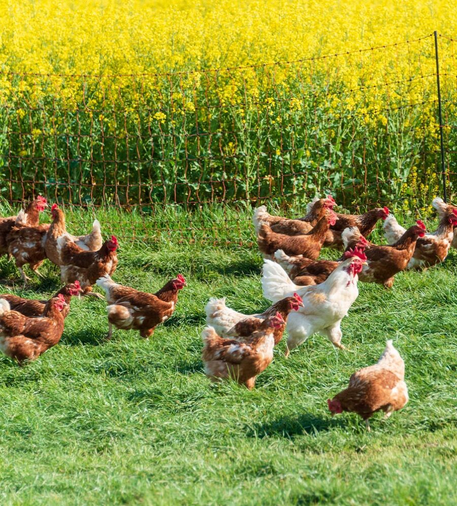 Ruhunu Farms
